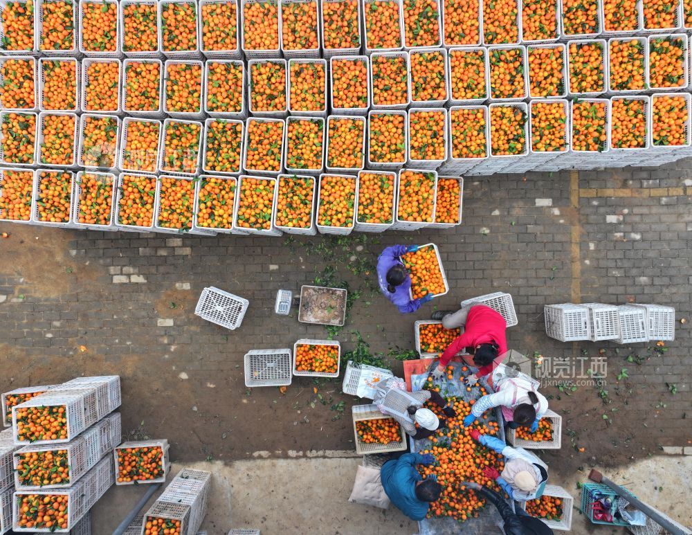 11月9日,江西省吉安市泰和县塘洲镇塘洲村奔象果业砂糖橘种植基地,农民正在装运采收的砂糖橘。