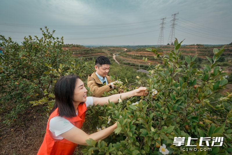 眼下，位于浏阳淳口的湘纯有机油茶博览园喜迎丰收，长沙晚报记者（右）与茶本科技集团董事长周奇志（左）一起在采摘油茶果。 均为长沙晚报全媒体记者陈飞摄