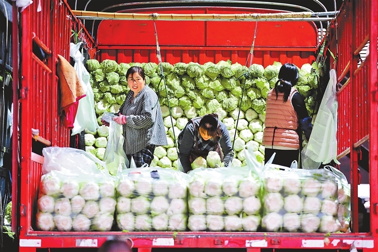 11月10日，河南万邦国际农产品物流城，商户正在搬运蔬菜，进行销售。作为中部地区最大的“菜篮子”，万邦市场的农产品销售范围辐射中西部多个省份，蔬菜价格也被行业称为“晴雨表”之一。记者 王铮 摄
