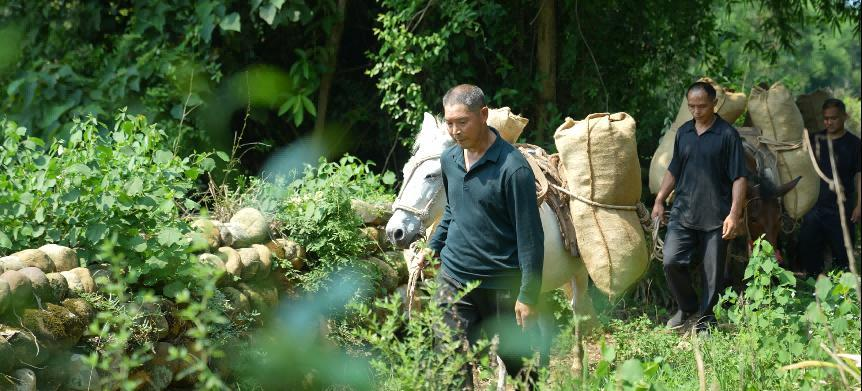 在平乐，时间是用盖碗量的：央视镜头下的茶马古道与慢生活哲学