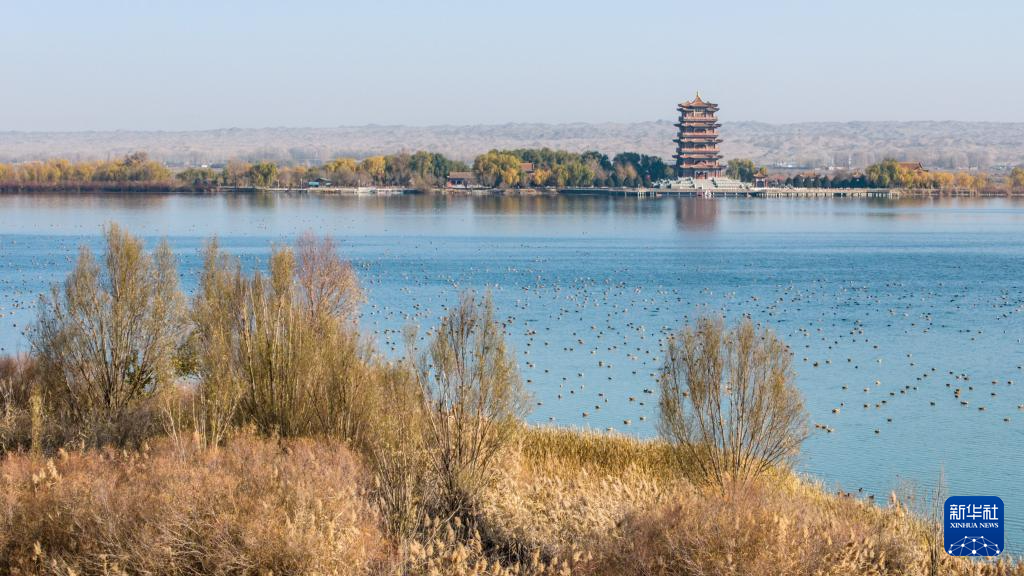 11月12日,候鸟在张掖黑河湿地国家级自然保护区高台段一处湖泊内休憩觅食(无人机照片)。新华社记者 郎兵兵 摄