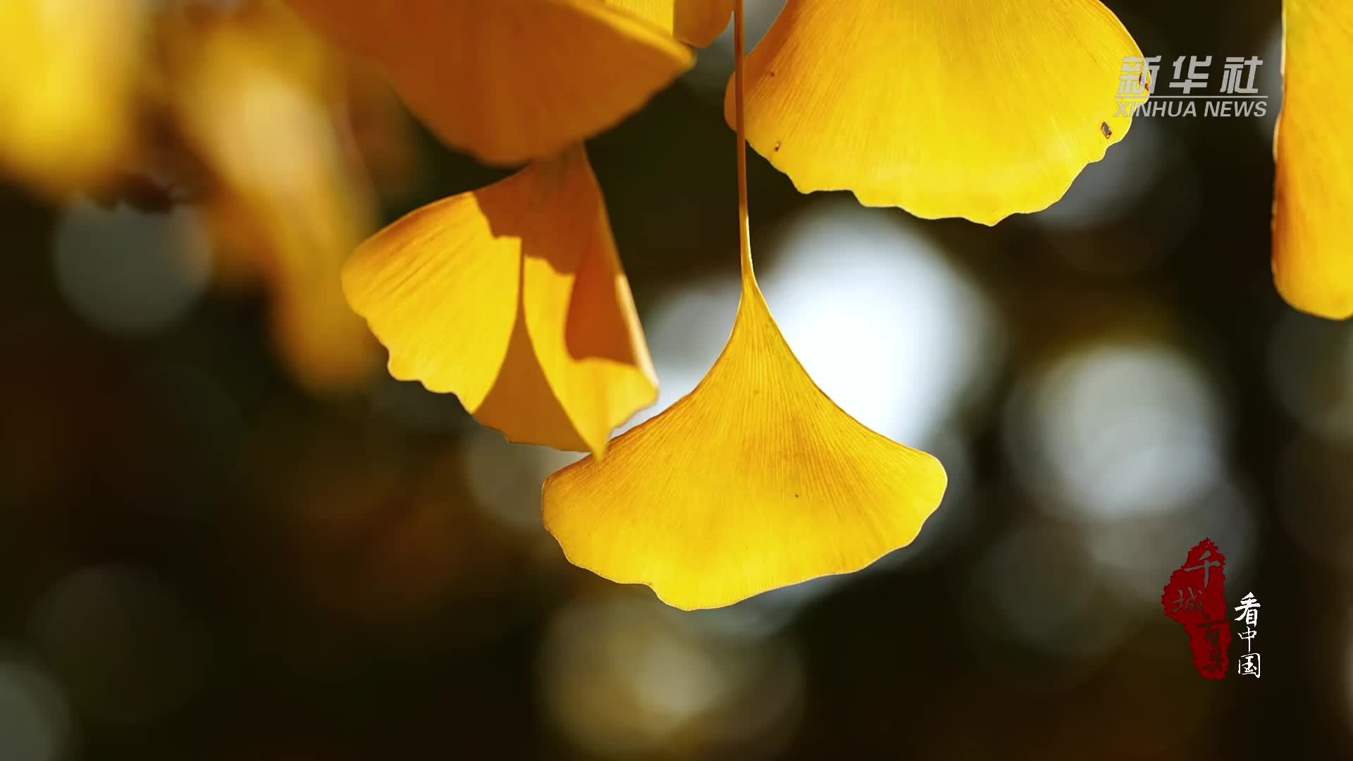 千城百县看中国｜河北石家庄：初冬银杏黄