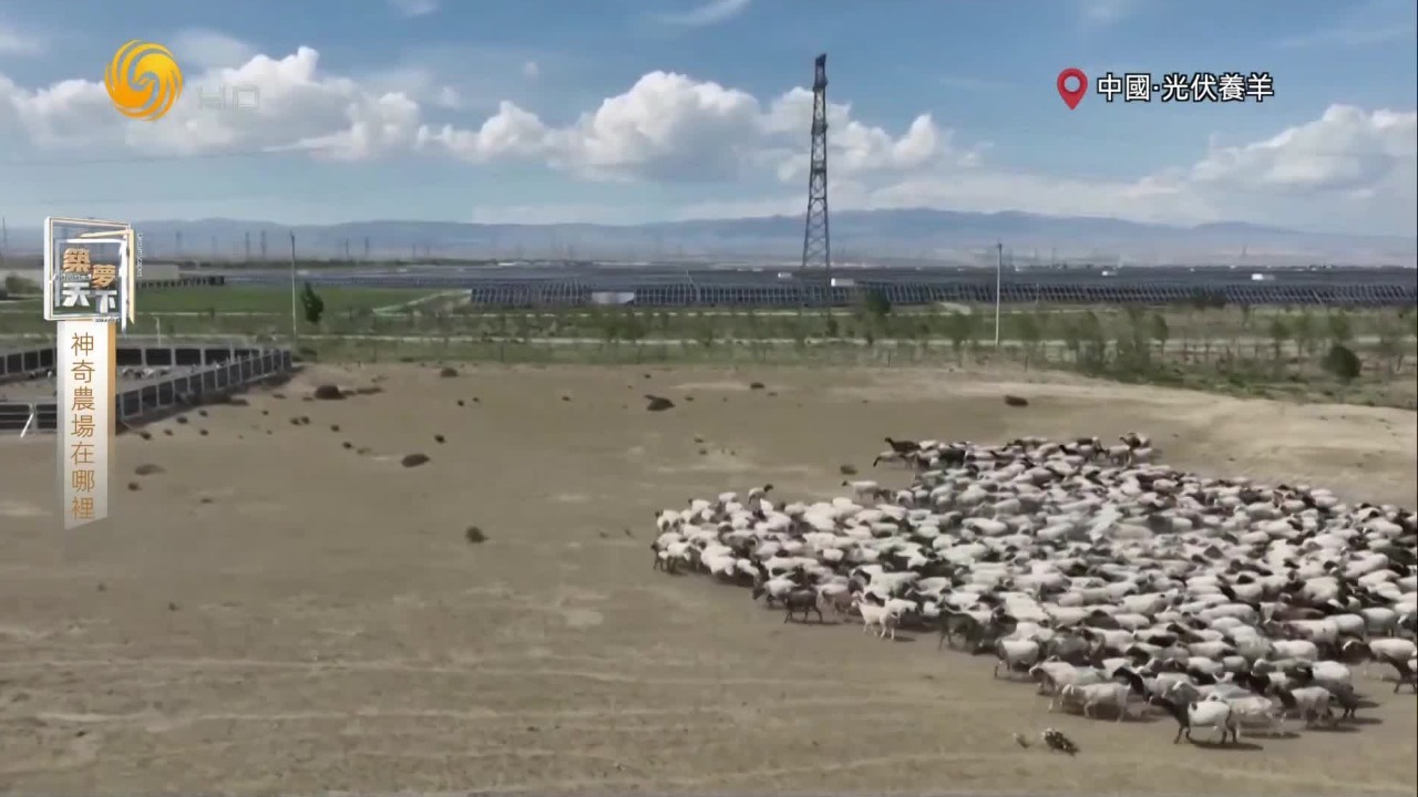 “光伏+养殖”不仅缓解了荒漠化，还节省了饲料费，小羊冲锋队也能有大用