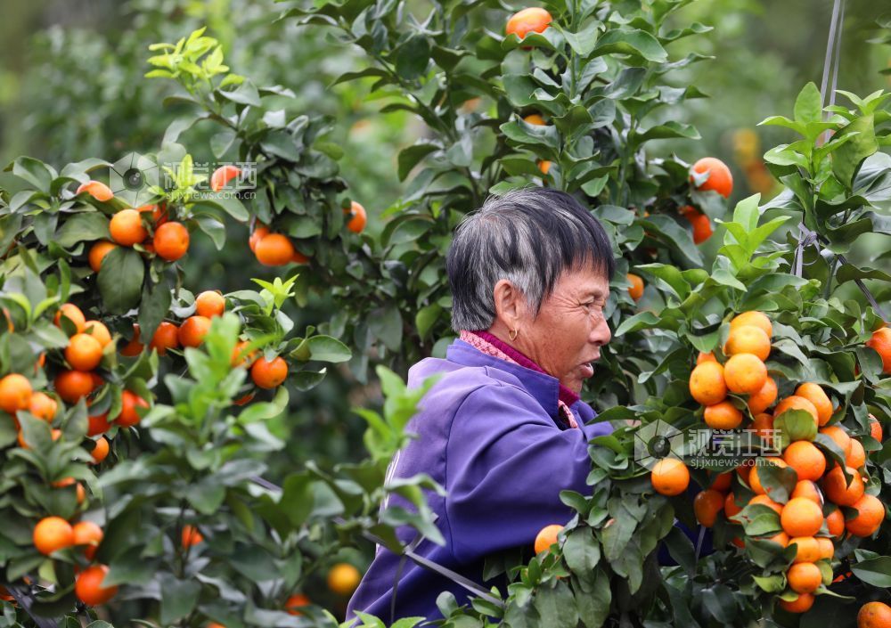 11月9日,江西省吉安市泰和县塘洲镇塘洲村奔象果业砂糖橘种植基地,农民正在装运采收的砂糖橘。