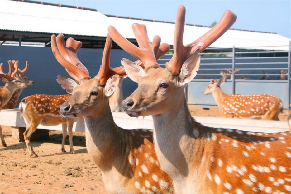 双阳区全力打造国家级梅花鹿产业发展标杆。(双阳区委宣传部提供。)