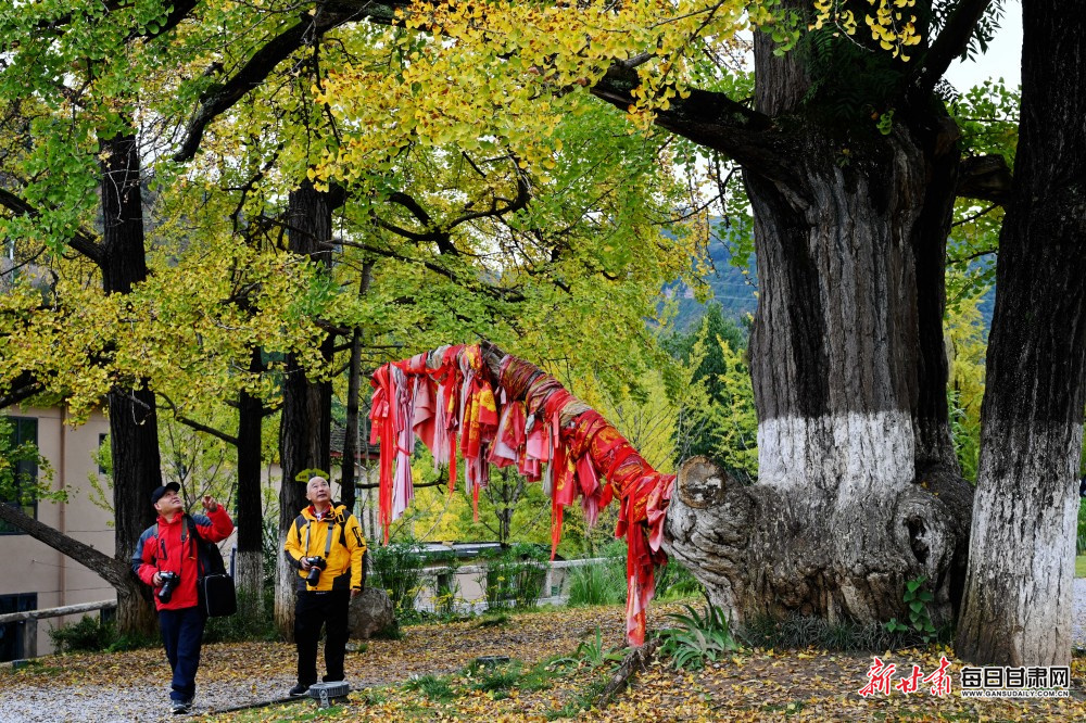 徽县嘉陵镇田河村千年古银杏群游客 嘉陵江摄影联盟秘书长、第11届中国摄影金像奖获得者 杨麾 摄