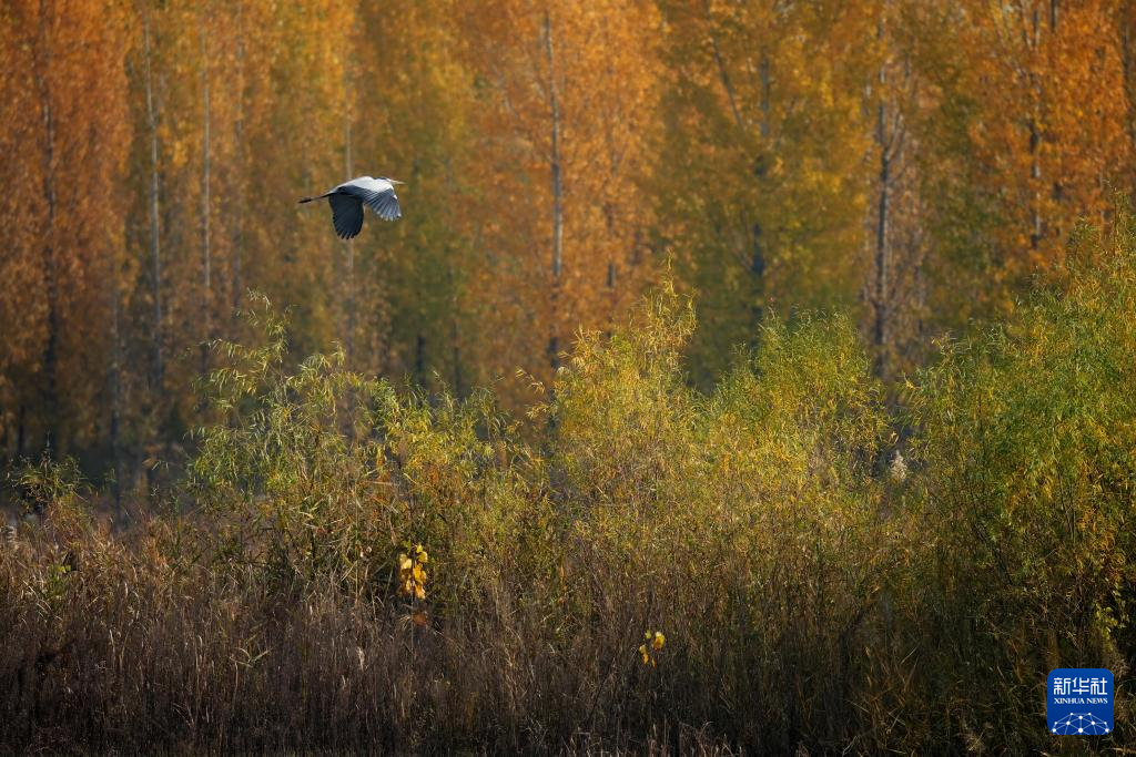 11月8日,水鸟飞翔在河北省邢台市隆尧县亦城村泜河上空。