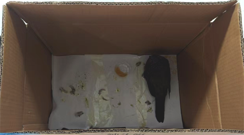 市民救助的珠颈斑鸠