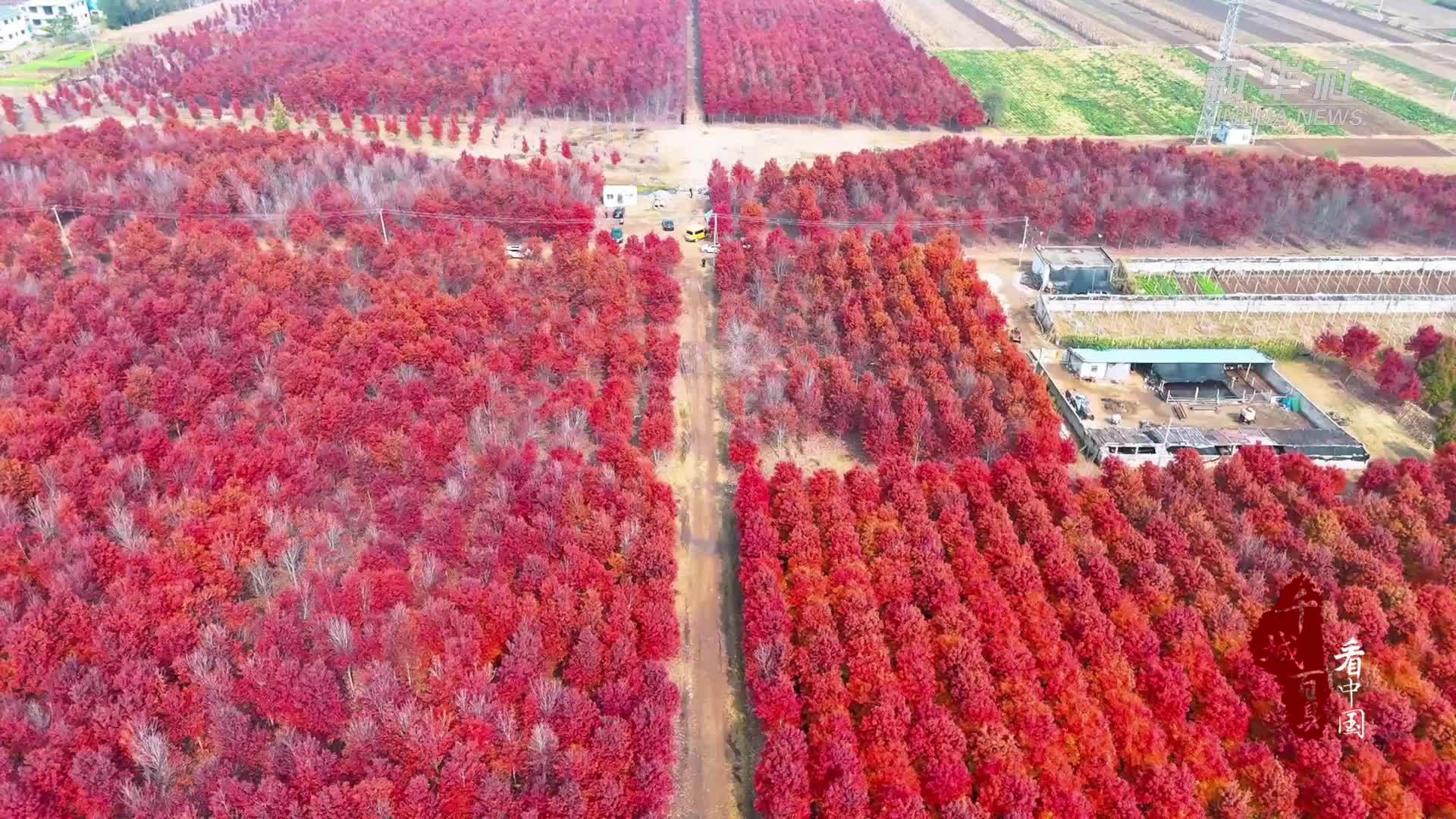 千城百县看中国｜山东兰山：红枫似火染冬韵