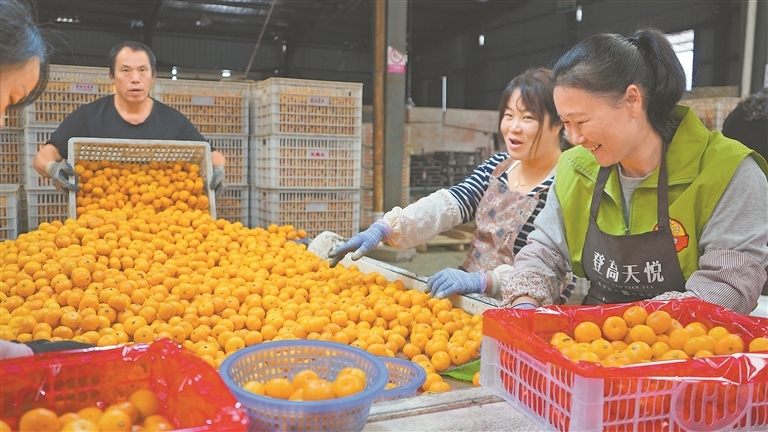 工人正在分拣刚采摘的蜜橘。本报全媒体记者 任为 摄
