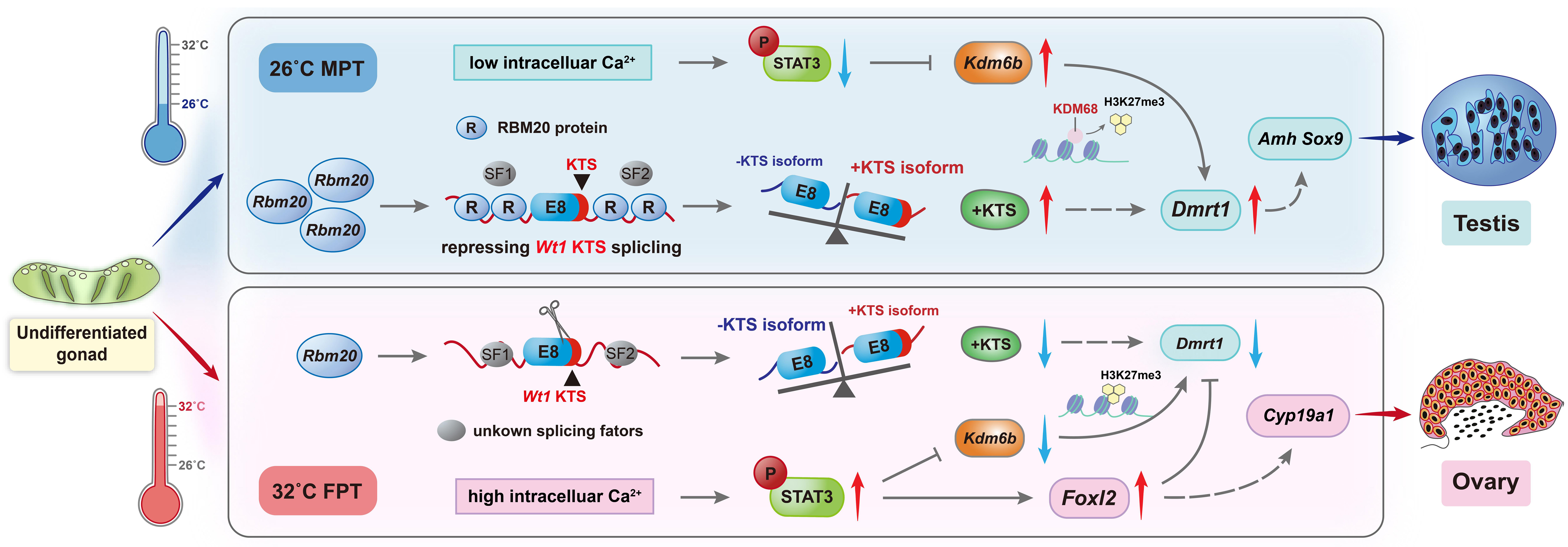 浙江万里学院三登国际知名期刊 揭秘红耳龟性别背后的“基因拼接开关”