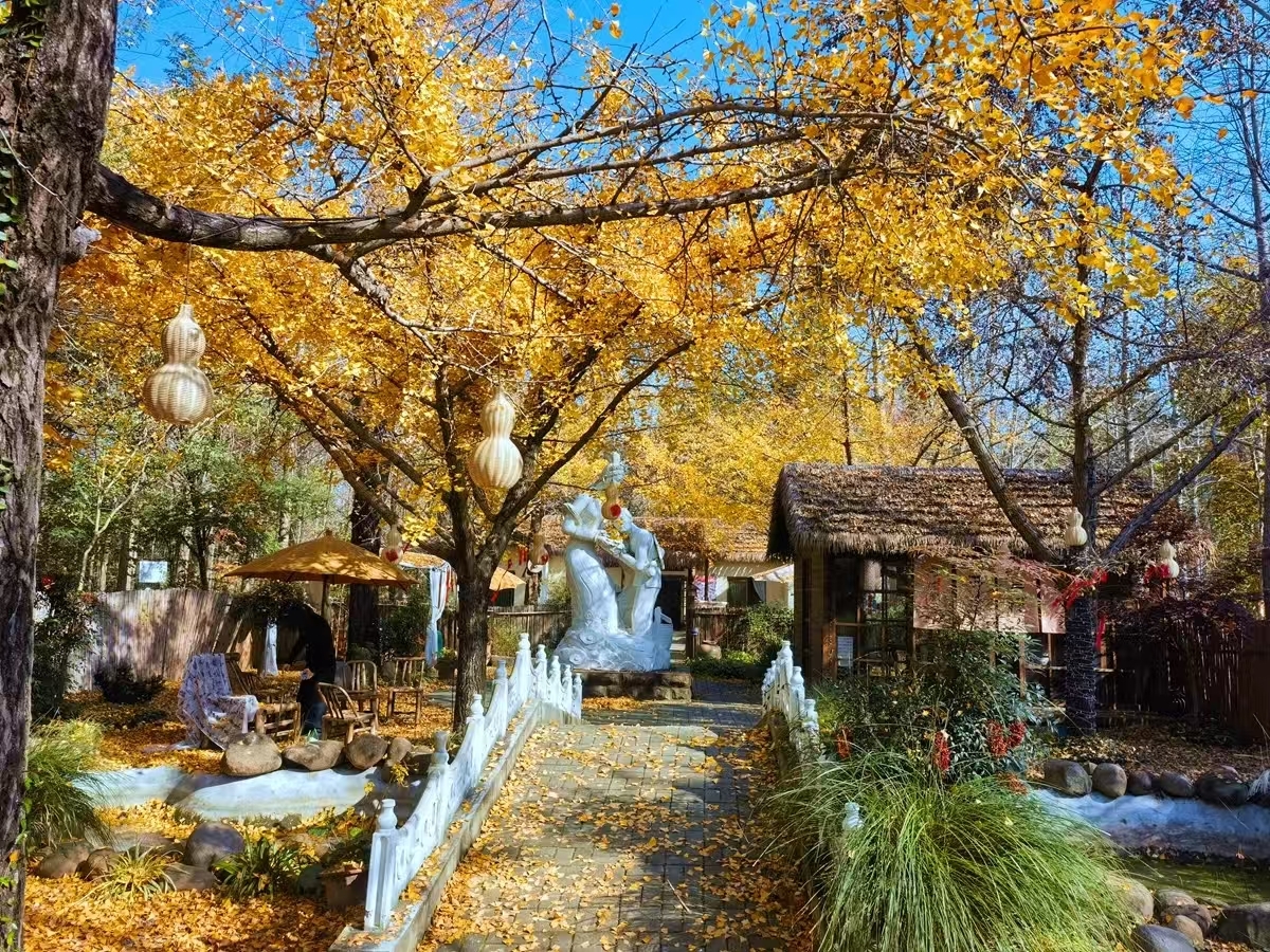 邳州“黄金盛装”，来自千年银杏的邀约！