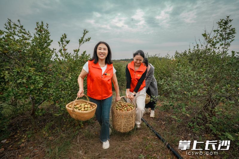 眼下，位于浏阳淳口的湘纯有机油茶博览园喜迎丰收。