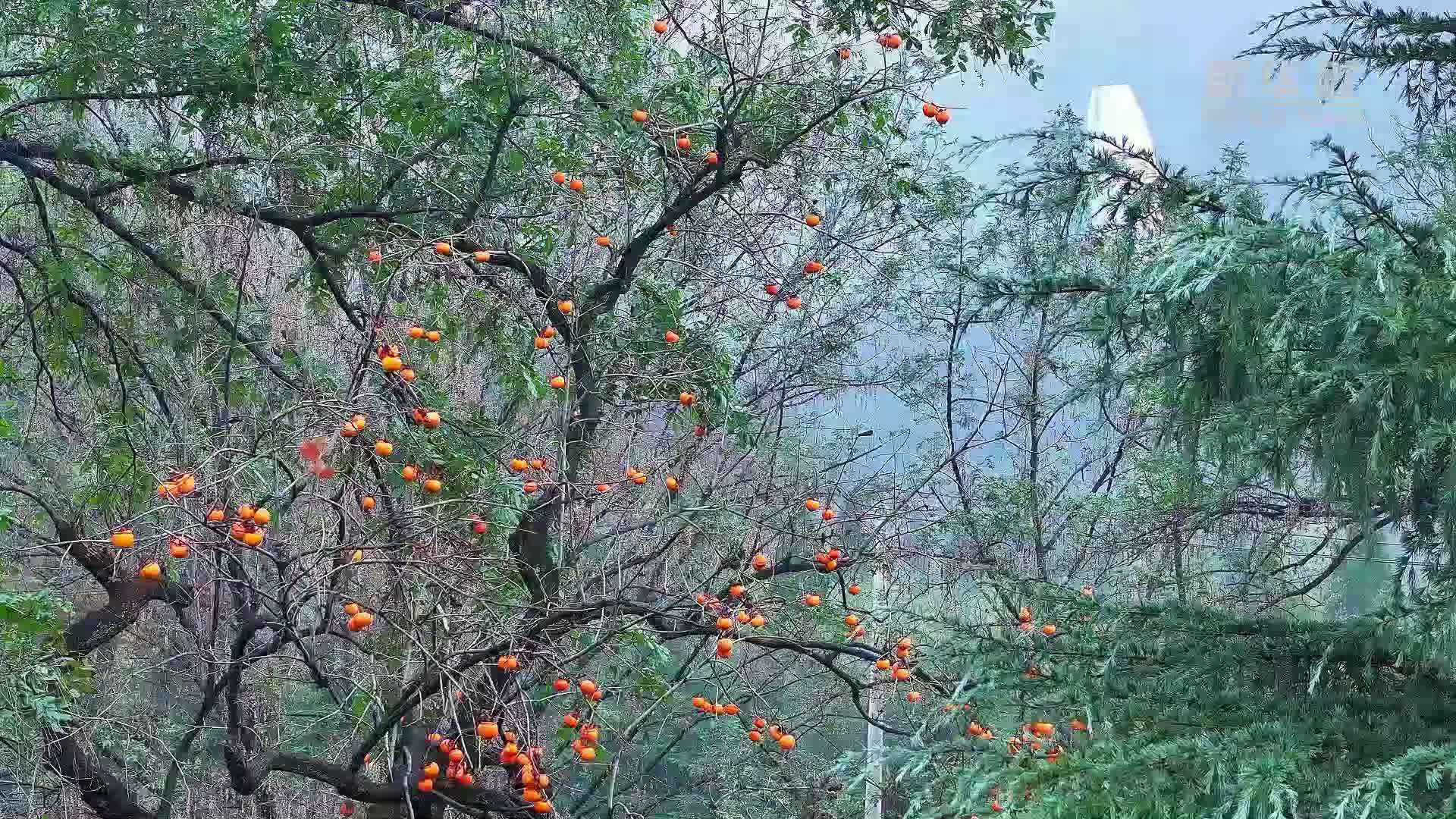 千城胜景｜河南罗山：柿果垂垂 林鸟享盛宴