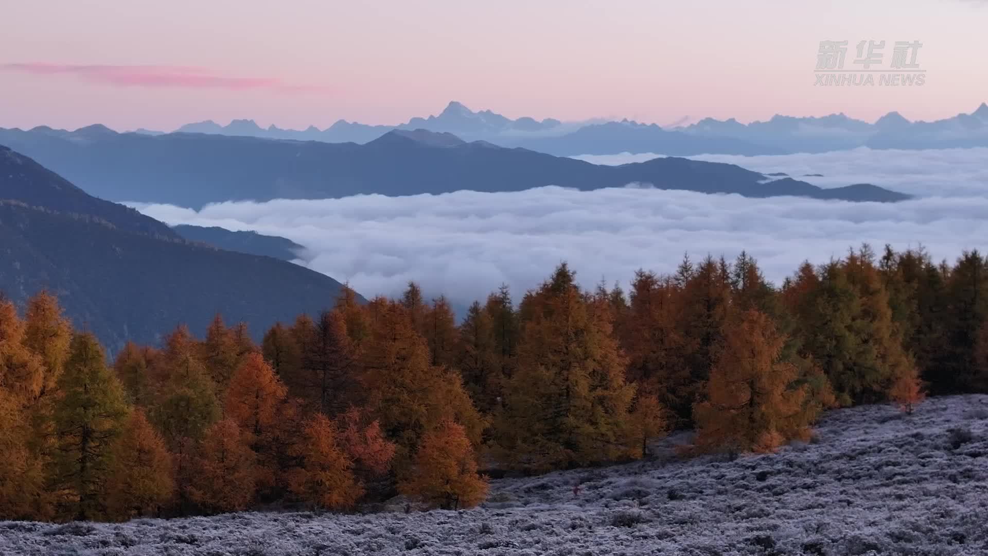 秋冬的彩色木里