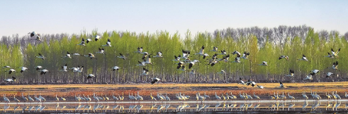 摄影作品:莫莫格的春天 姜海涛 摄