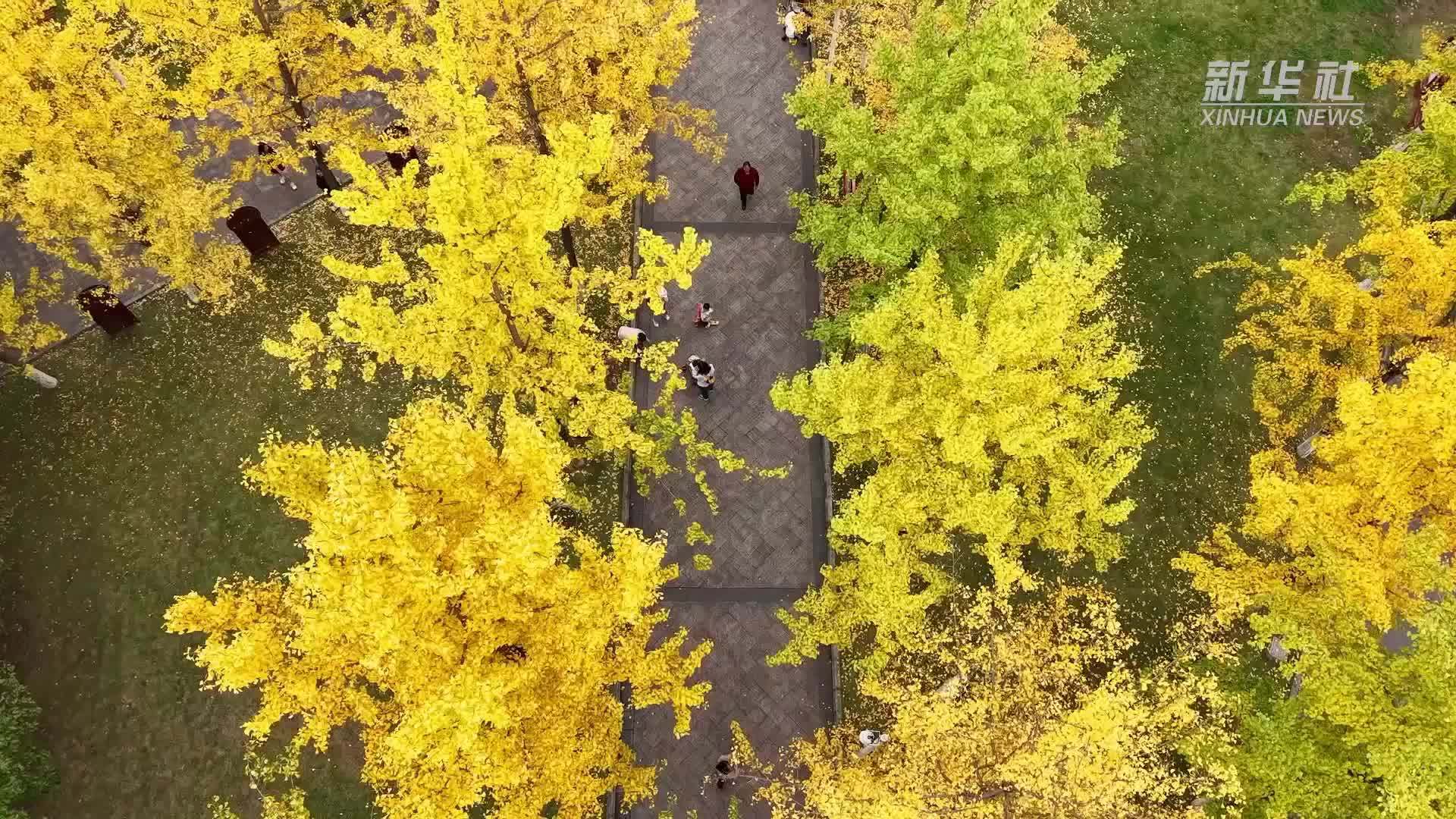 贵州桐梓：初冬杏叶黄 满城尽染“金色”