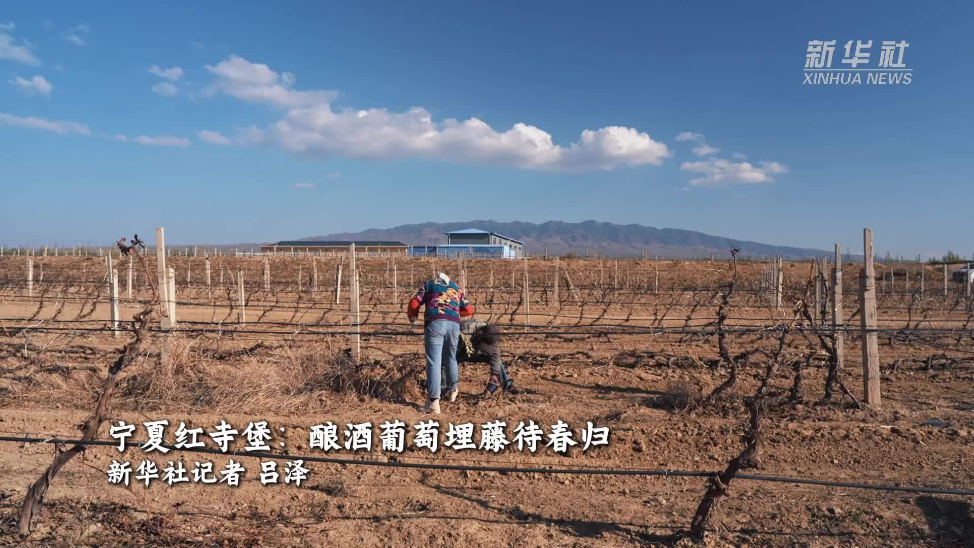 宁夏红寺堡：酿酒葡萄埋藤待春归