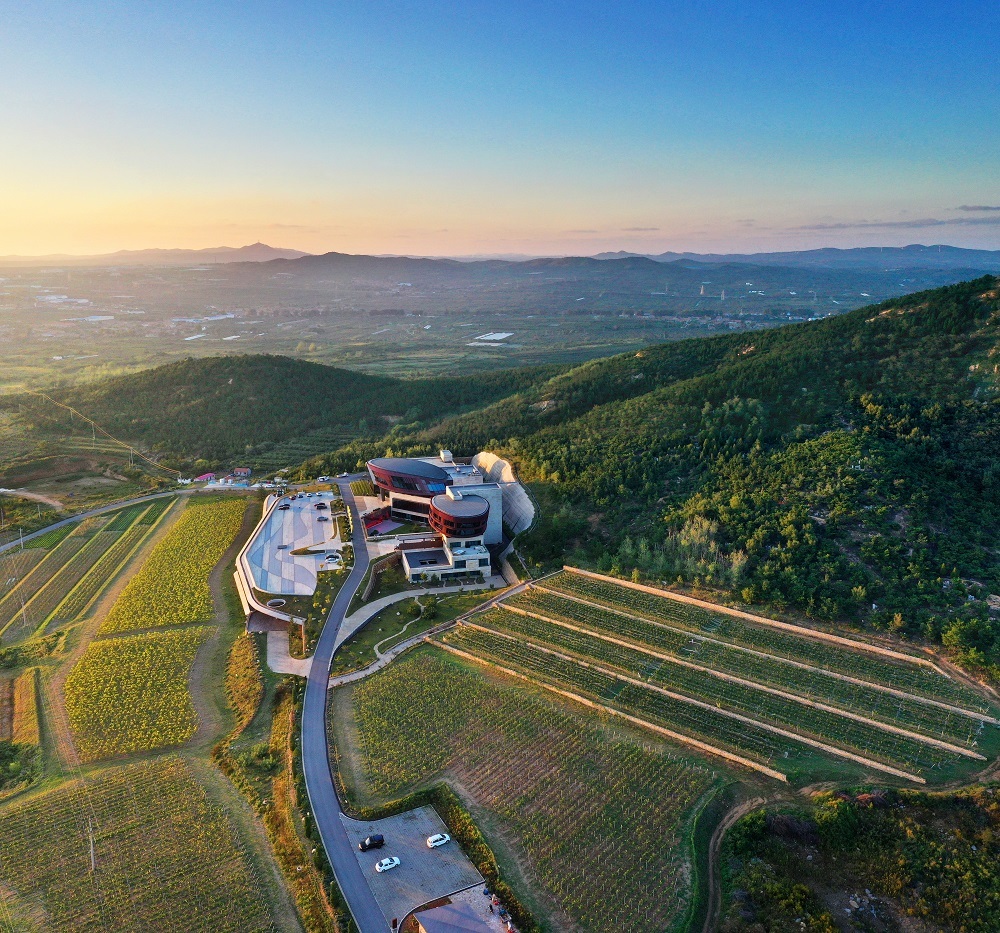 一株藤 三代人 百年约：一个香港家庭与烟台葡萄酒的山海之约