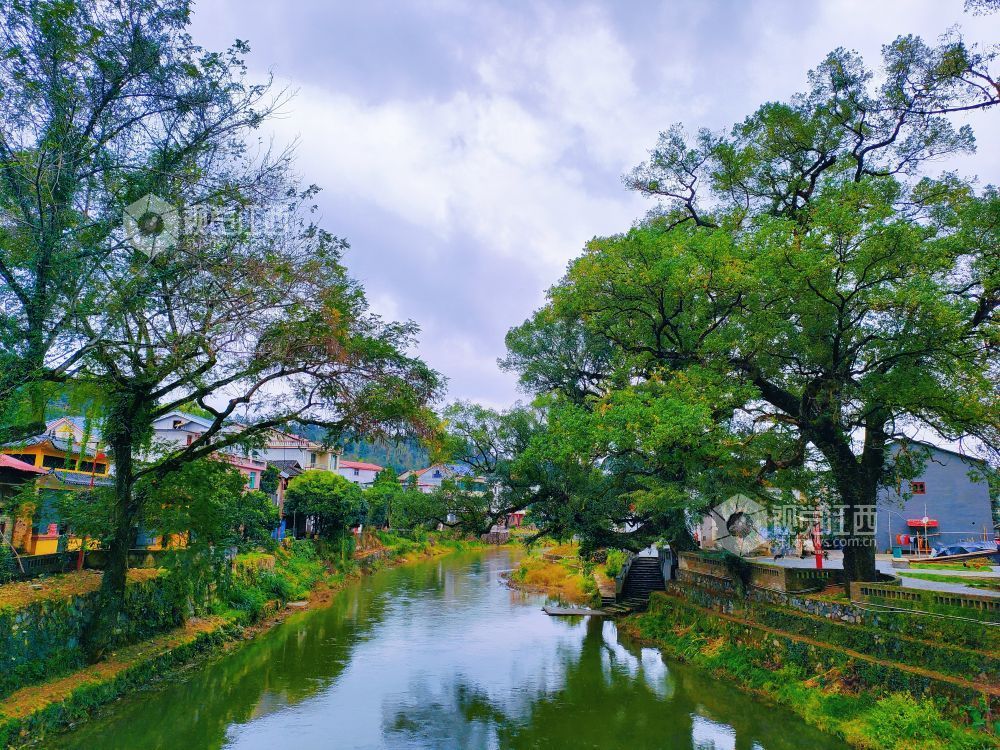 初冬的永新县坳南乡牛田村,六七河畔古樟参天,虬枝盘曲,与碧水相映,静谧而厚重。