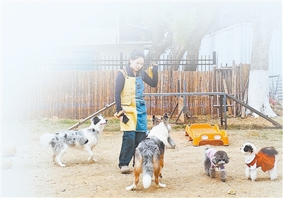 刘美菲在为宠物上课。