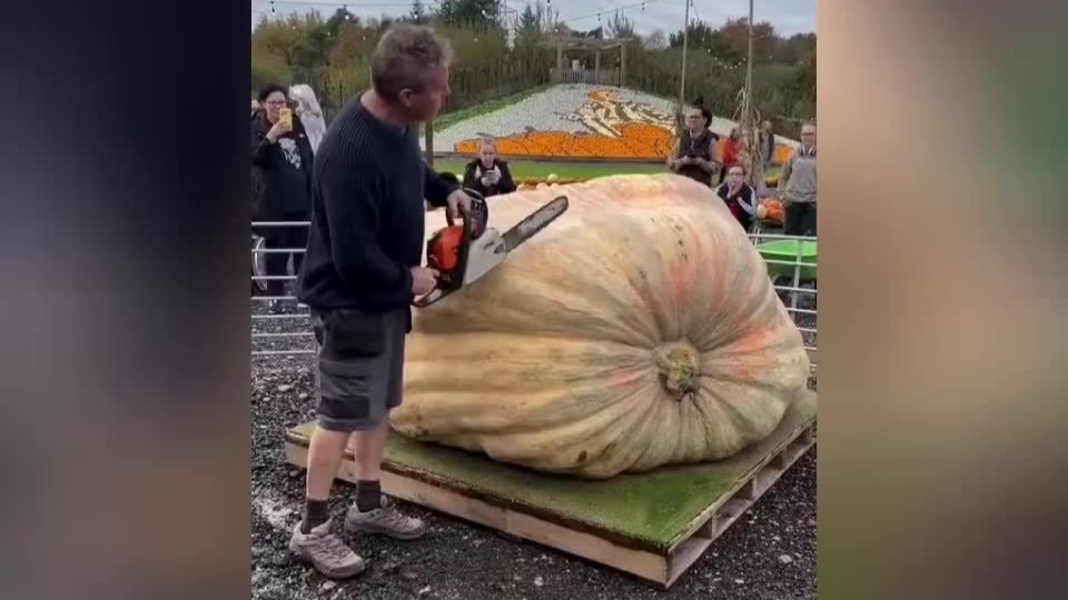 看到这个“爆浆南瓜王”，可以相信南瓜马车是真的了