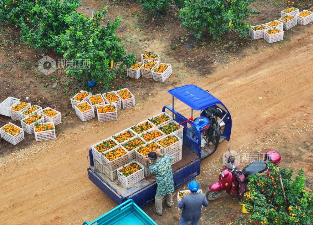 11月9日,江西省吉安市泰和县塘洲镇塘洲村奔象果业砂糖橘种植基地,农民正在装运采收的砂糖橘。