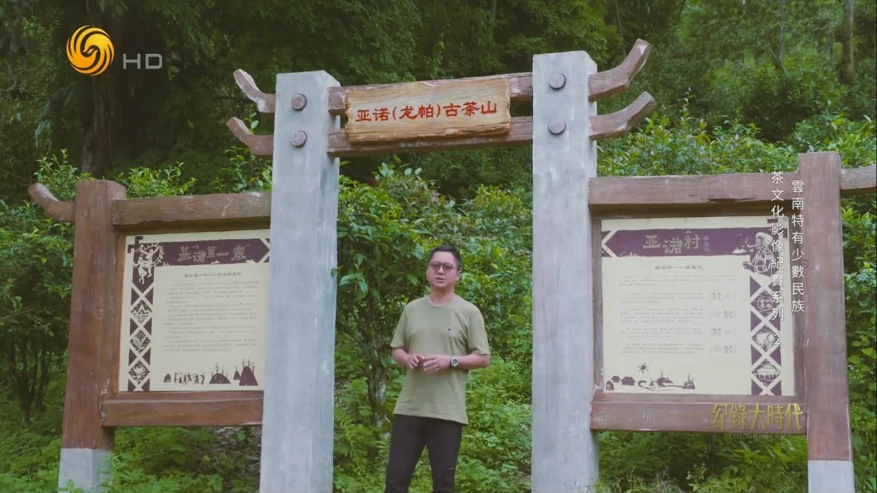 西双版纳的基诺山是普洱茶古六大茶山之一，这里的人们依茶而生