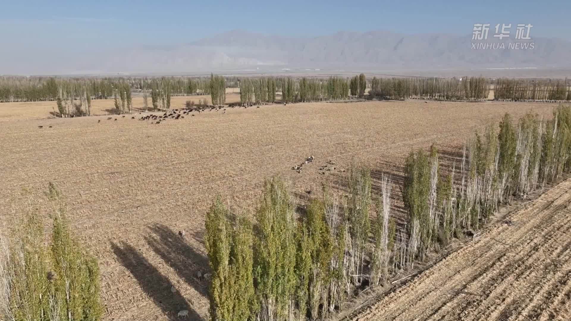新疆和硕县：越冬牲畜秸秆地里来“加餐”