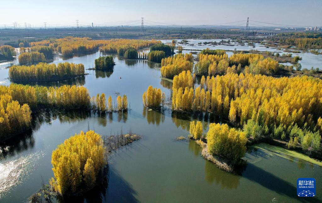 河北省邢台市隆尧县亦城村泜河风光(11月8日摄,无人机照片)。