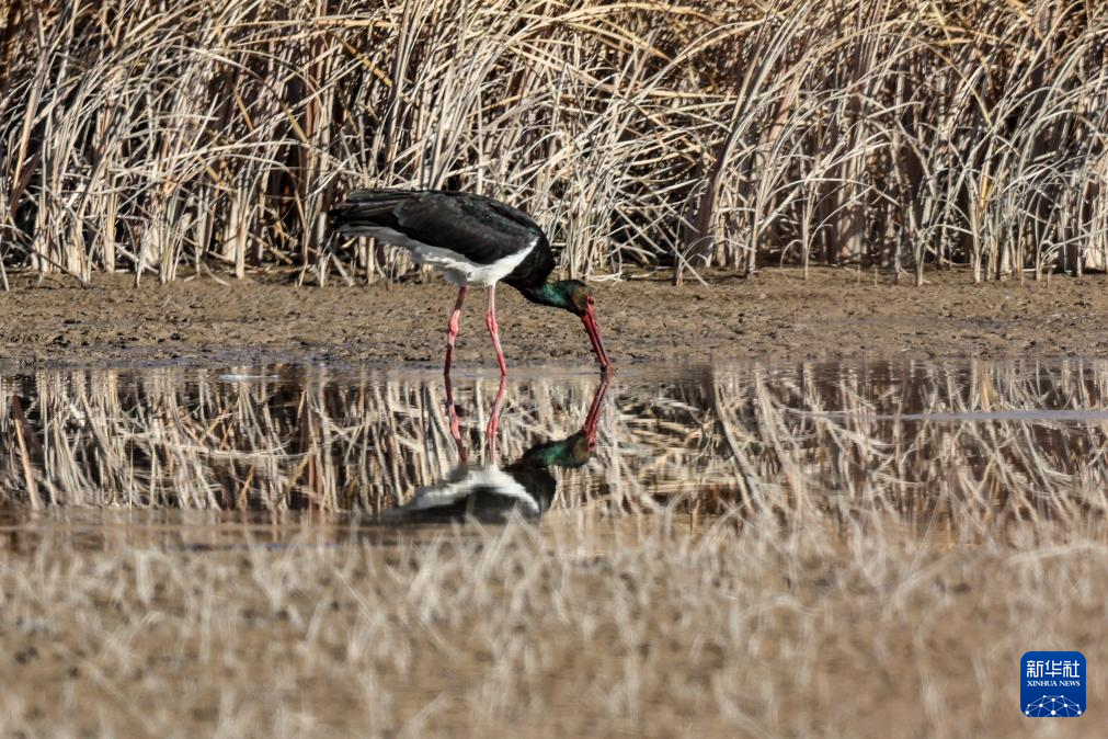11月12日,黑鹳在张掖黑河湿地国家级自然保护区高台段一处湿地浅滩觅食。新华社记者 郎兵兵 摄