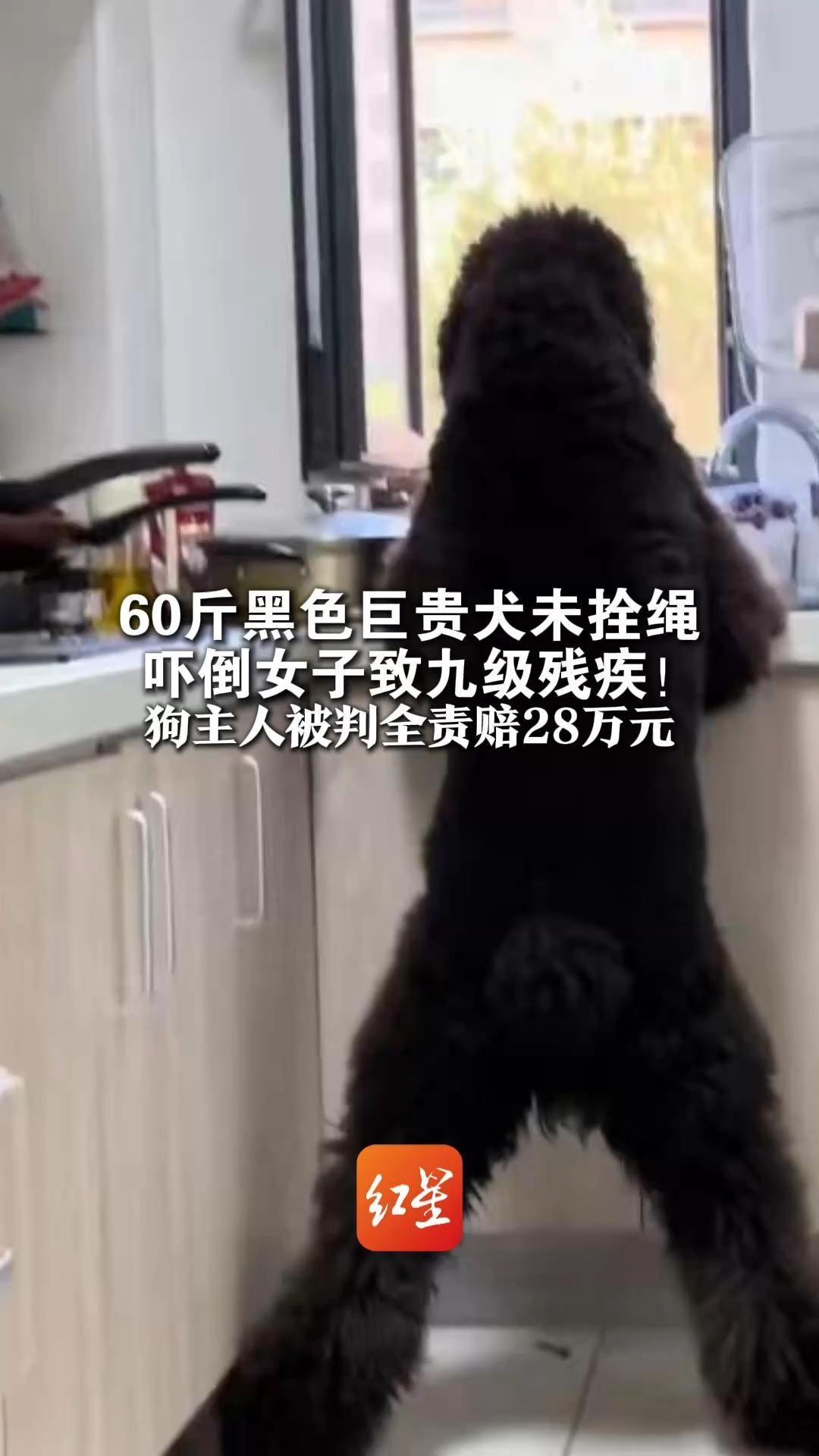 60斤黑色巨贵犬未拴绳 吓倒女子致九级残疾！狗主人被判全责赔28万元 法院：无法证明女子碰瓷