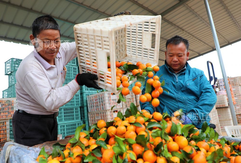 11月9日,江西省吉安市泰和县塘洲镇塘洲村奔象果业砂糖橘种植基地,农民正在装运采收的砂糖橘。
