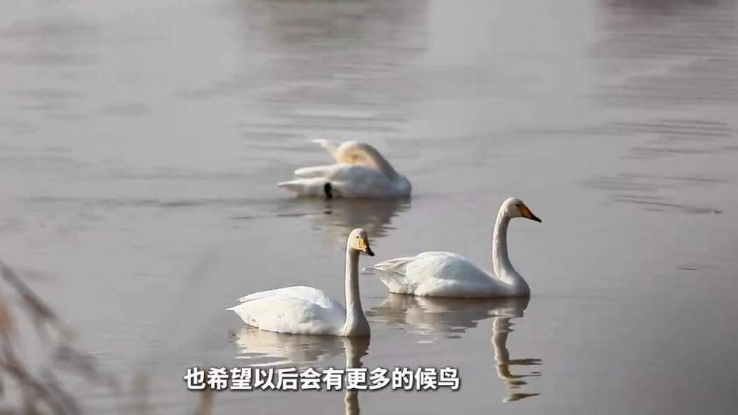 越冬大天鹅“先遣队”飞抵甘肃兰州三江口