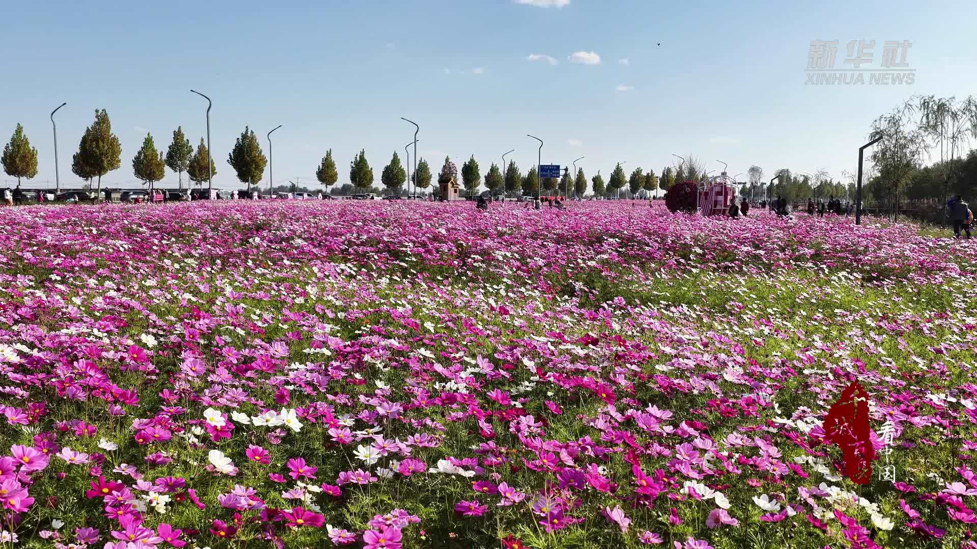 千城百县看中国｜山东广饶：七彩花海景色美 乐享惬意时光