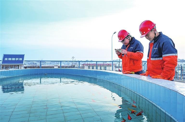 兰州新区博石环保有限公司技术员拍照记录生物指示池鱼群情况