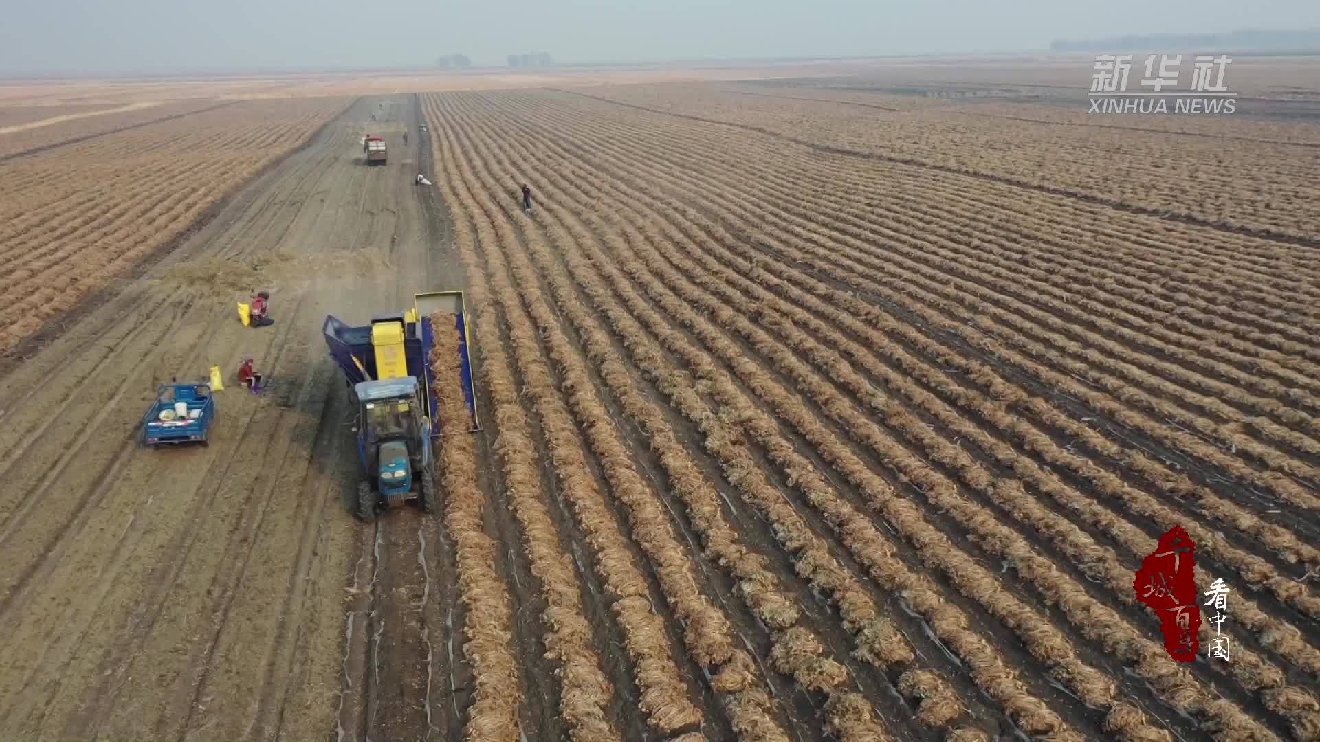 千城百县看中国｜吉林白城：花生丰收 硕果盈仓