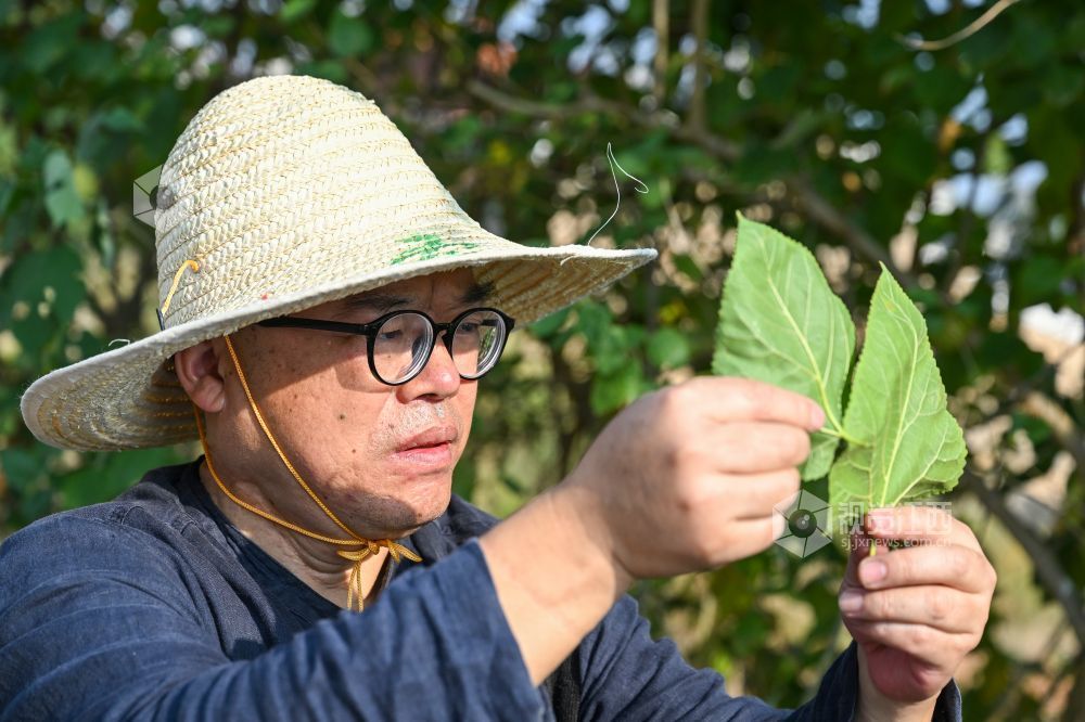 采摘用于制作木叶天目盏的桑叶。