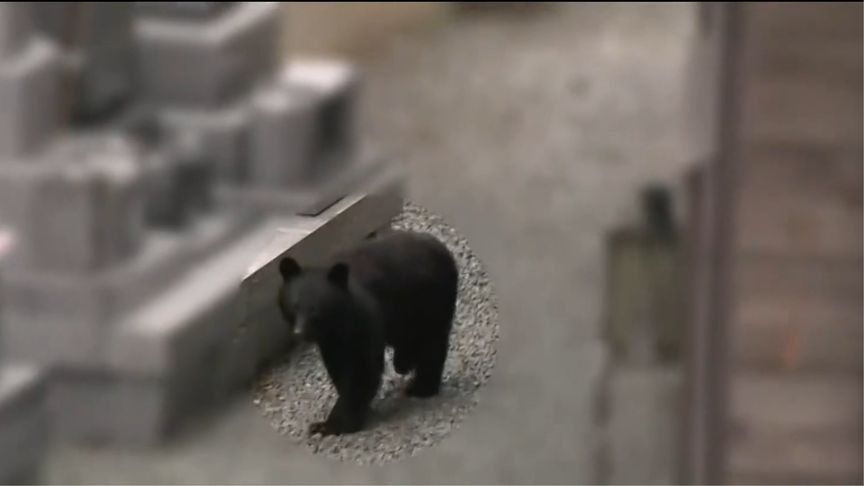 “熊灾”严重 日本动员退休警员补充猎人 将重新建立人熊明确界线