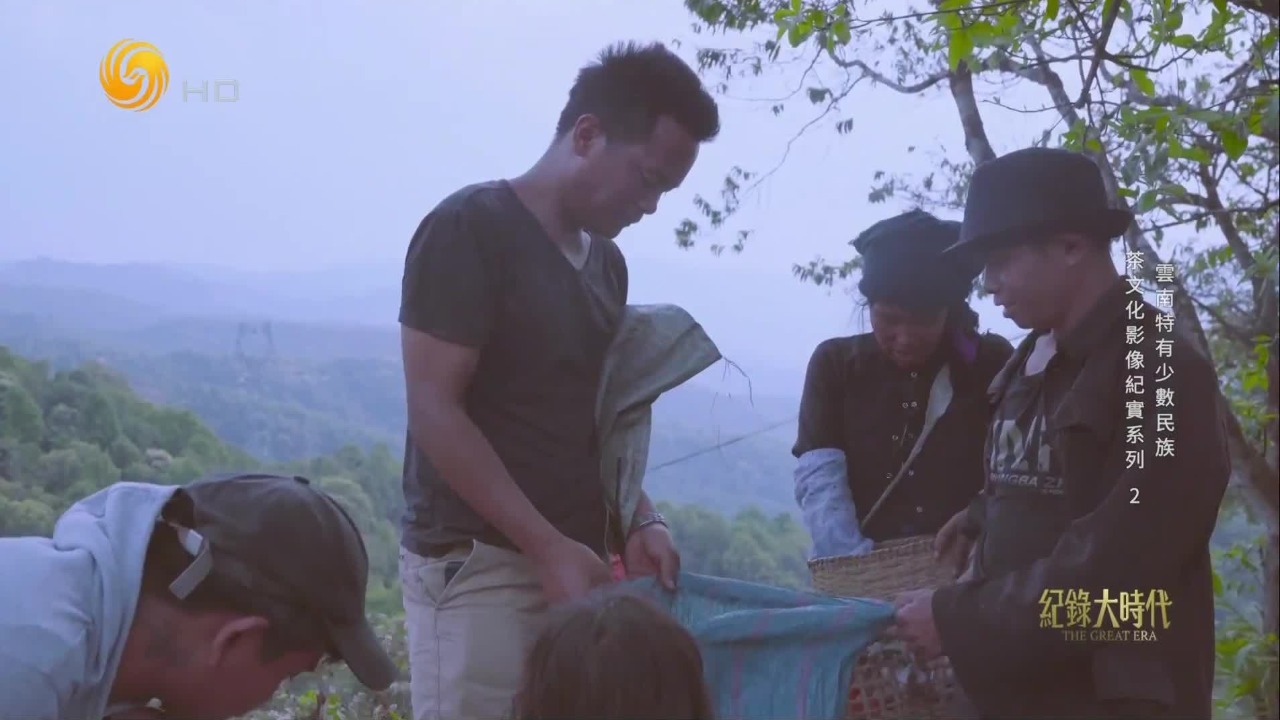 走出大山、学有所成后，他回到村寨经营茶叶生意，从来不会让茶农吃亏