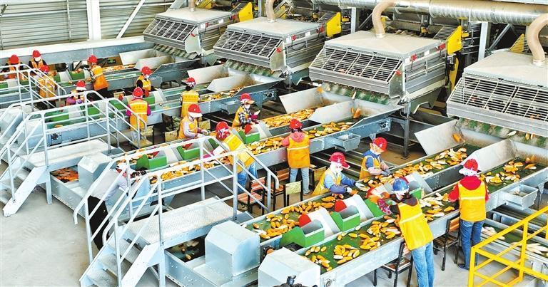 在张掖市甘州区华瑞恒祥玉米制种全自动化生产线上工作人员加工优质玉米良种 新甘肃·甘肃日报通讯员 王将