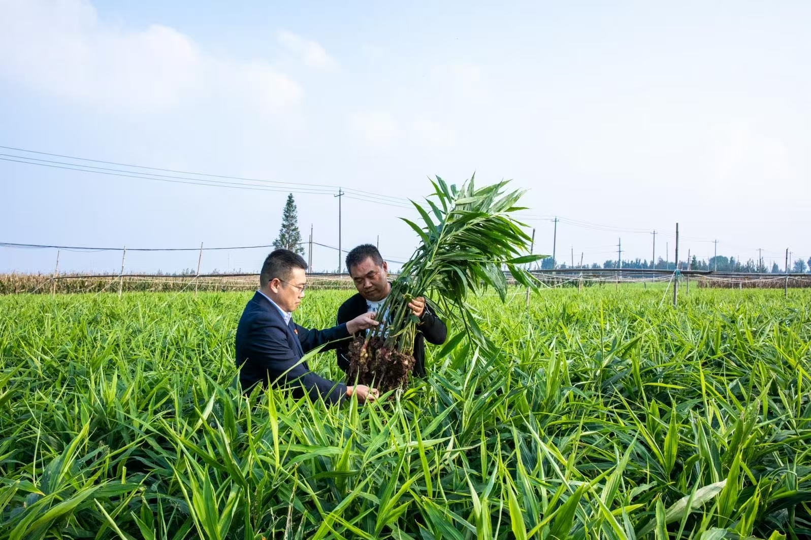 中国银行潍坊分行“生姜贷”助力安丘生姜产业发展