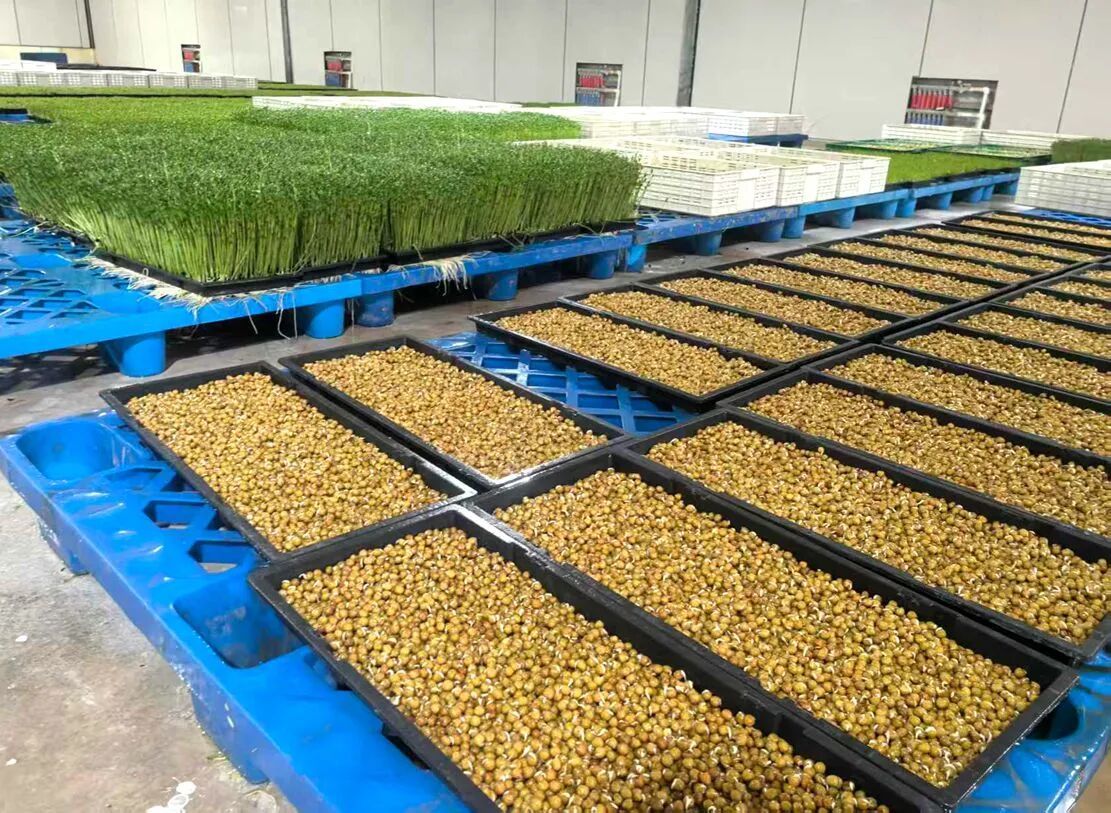 在铜山,尝一口“ 清水豆芽 ” ！