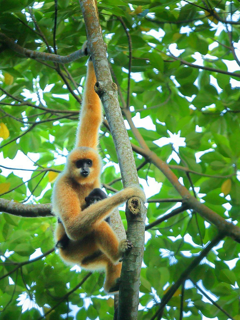 帝国君子长臂猿与今天的海南长臂猿是近亲,图为海南长臂猿。(赵超 摄)