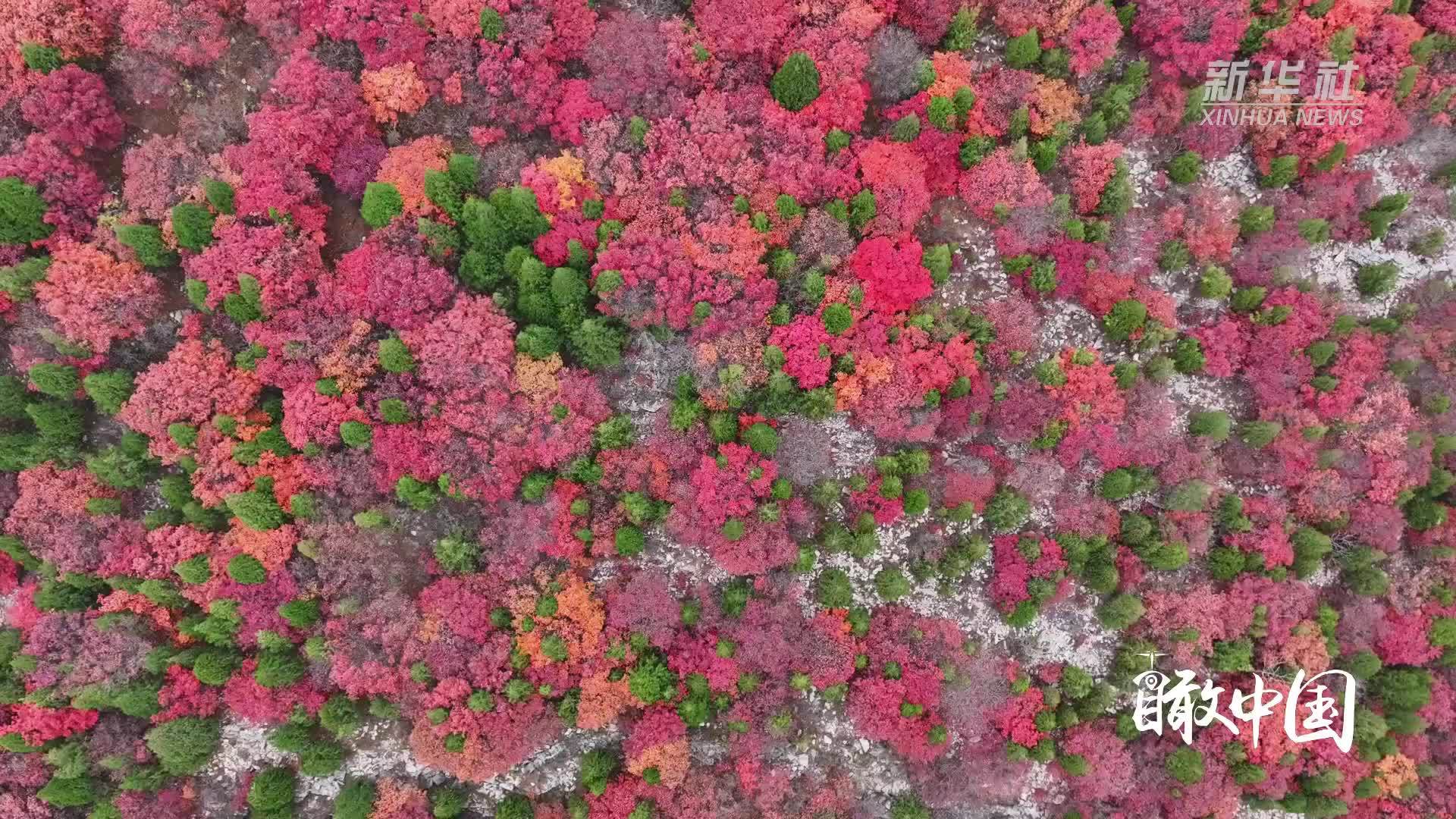 瞰中国｜山东枣庄：邂逅红叶 感受冬韵