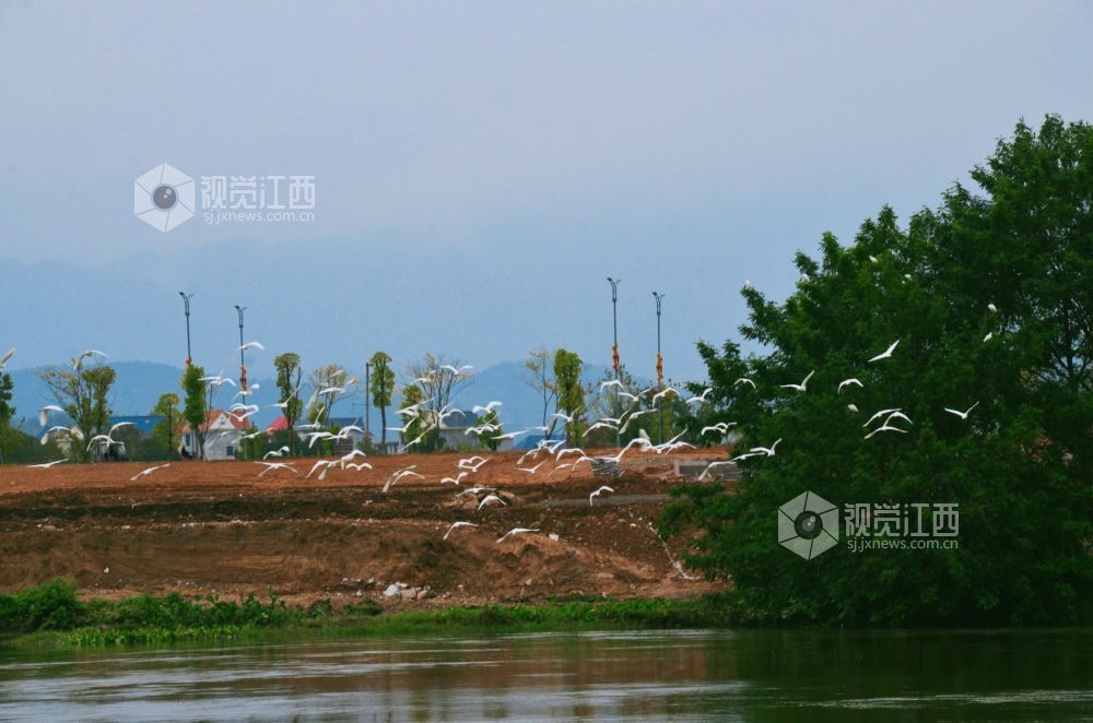 11月12日,江西省永新县禾水河畔,一群白鹭时而展翅高飞,时而低旋嬉戏,它们灵动的身姿与波光粼粼的水面相映成趣,为静谧的河道增添了无限生机与活力。