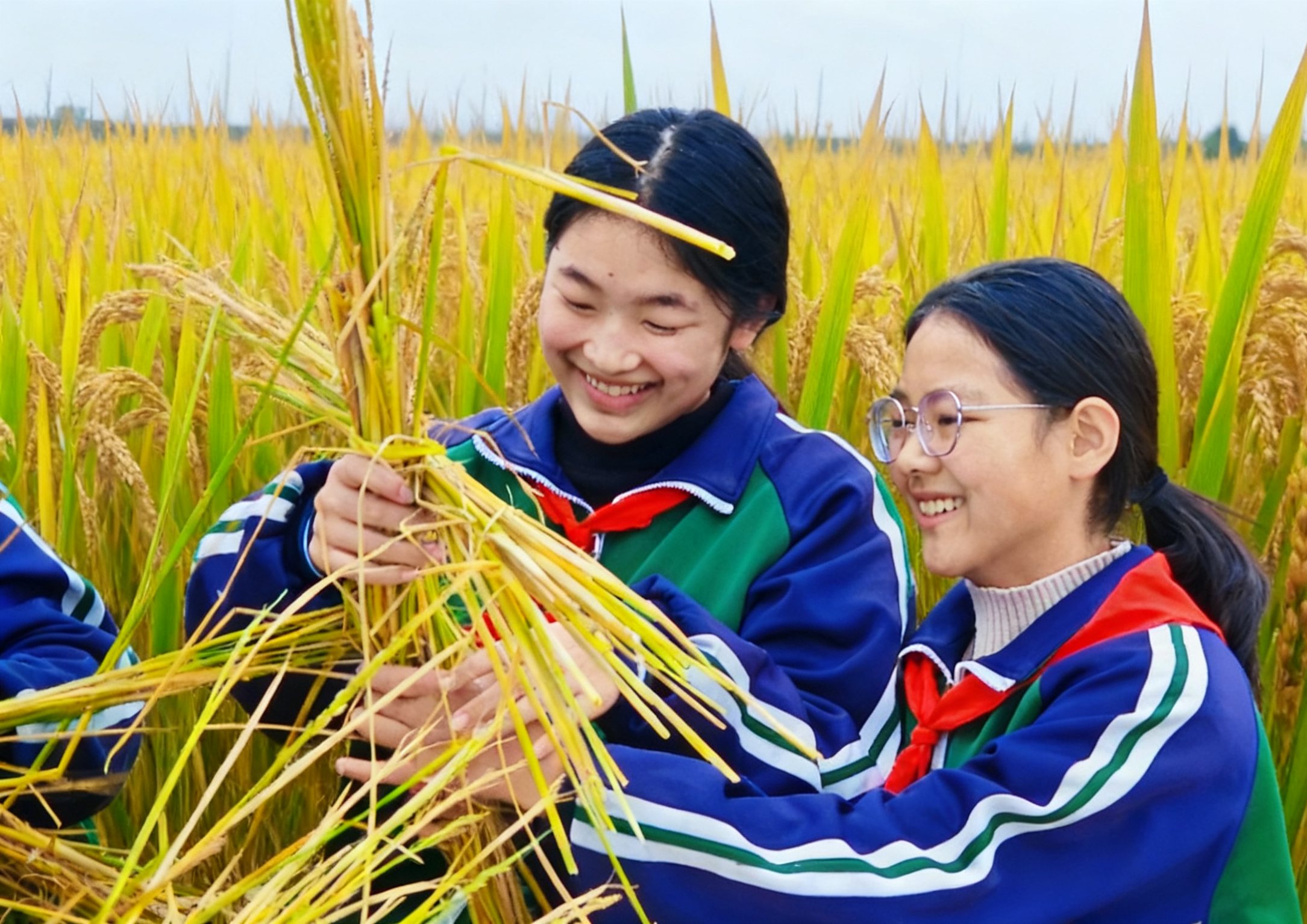 农耕实践 遇“稻”成长！丰县倾力打造劳动教育课堂