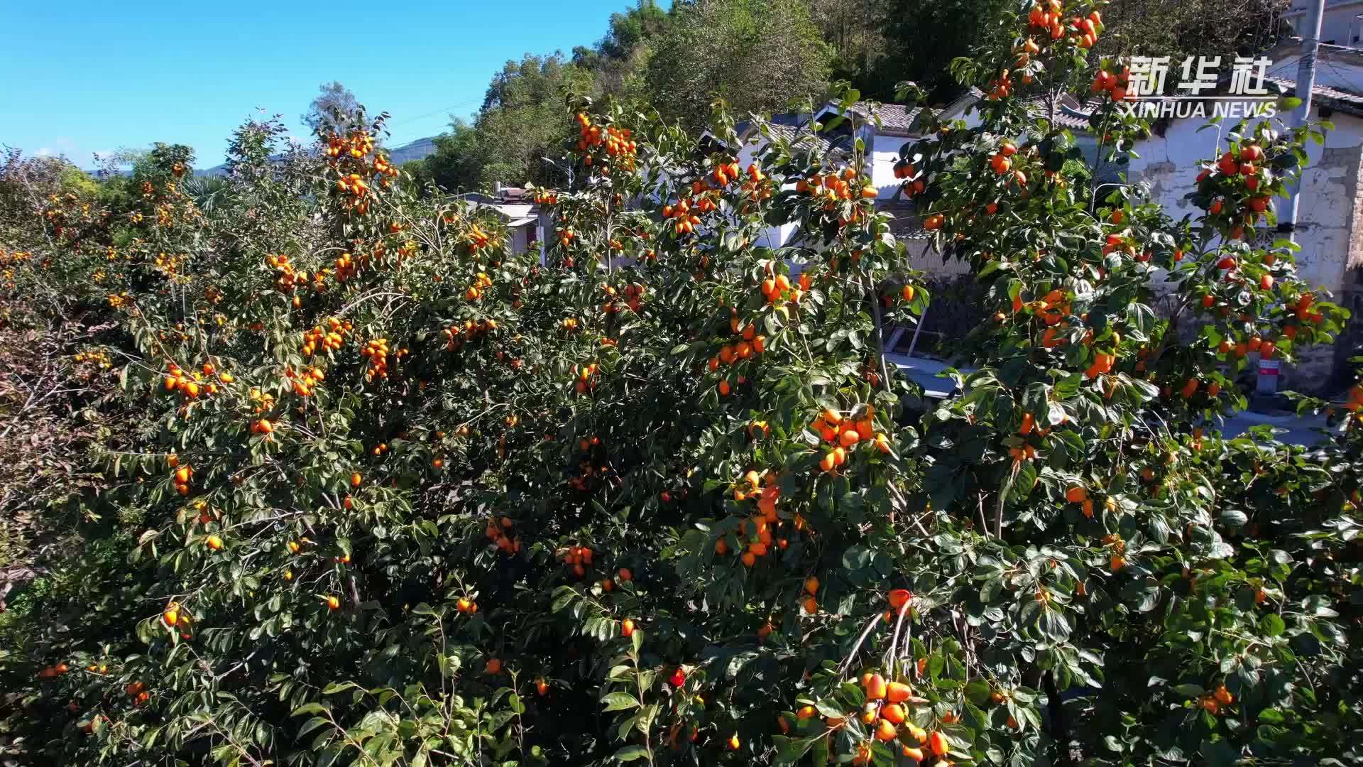 云南梁河：柿子丰收助力乡村振兴