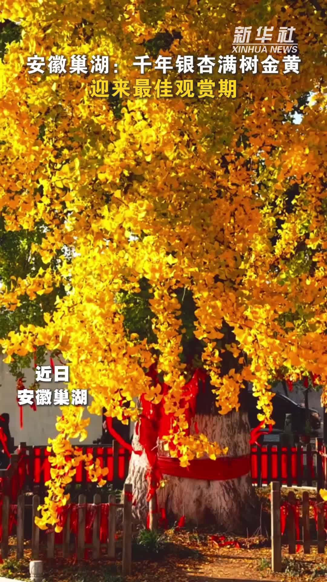 安徽巢湖：千年银杏满树金黄 迎来最佳观赏期