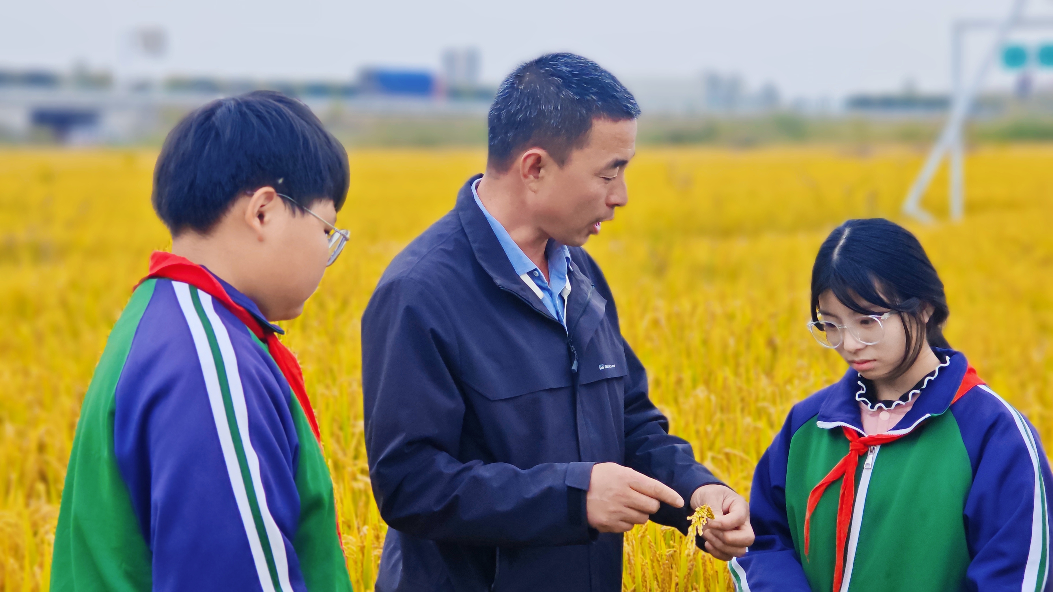 农耕实践 遇“稻”成长！丰县倾力打造劳动教育课堂